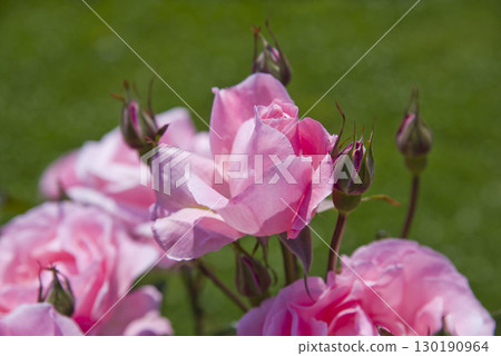 Pink rose flowers are in bloom in the rose garden. The name of this rose is Queen Elizabeth. Pink rose flowers are in bloom in the rose garden. The name of this rose is Queen Elizabeth. 130190964