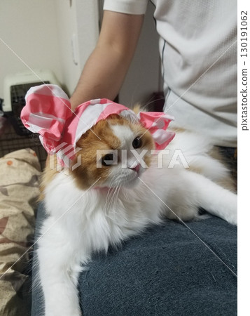 Scottish Fold wearing a bandana Scottish Fold wearing a bandana 130191062