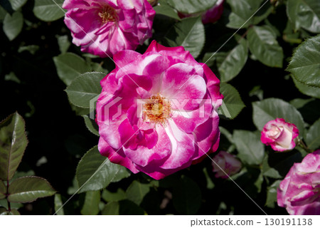 Pink and white roses are blooming in the rose garden. The name of this rose is Destiny. 130191138