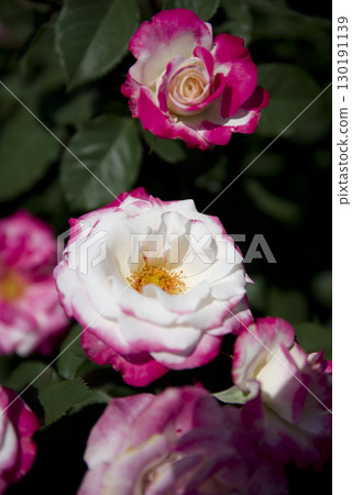Pink and white roses are blooming in the rose garden. The name of this rose is Destiny. 130191139