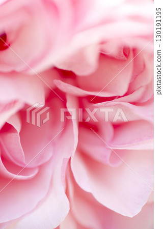 It is a close-up photo of a pink rose flower 130191195