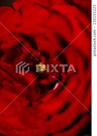 這是一張紅玫瑰的特寫。這朵玫瑰的名字叫做Rava Groot。 這是一張紅玫瑰的特寫。這朵玫瑰的名字叫做Rava Groot。 130191225