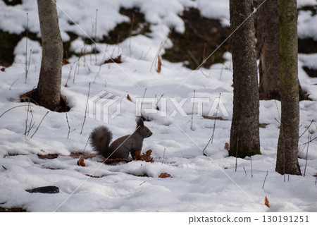 Wild squirrel on the snow Wild squirrel on the snow 130191251