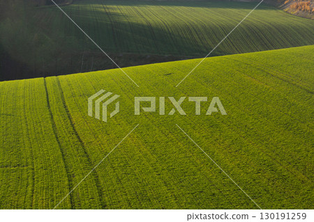 Glowing green wheat field in autumn Glowing green wheat field in autumn 130191259