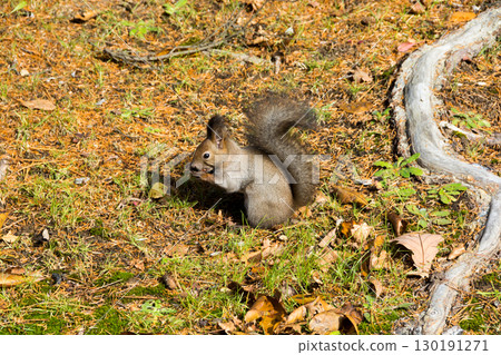 A wild squirrel eating food on dead leaves 130191271