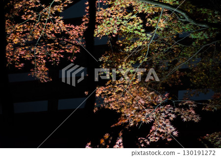 Illuminated night maple 130191272