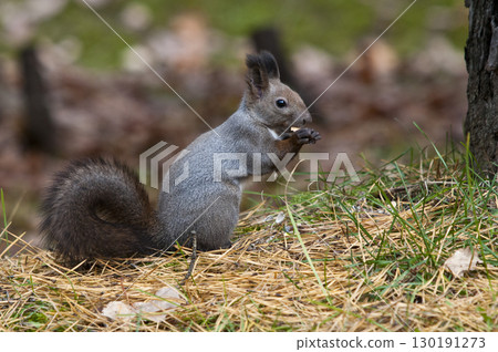 Hokkaido squirrel eating food in the autumn park 130191273