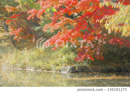 秋葉楓葉與護城河水面 秋葉楓葉與護城河水面 130191275