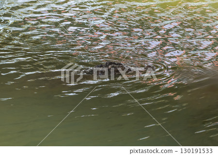 The crocodile show head in river at thailand 130191533