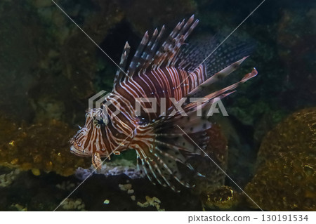 The red lion fish in water 130191534
