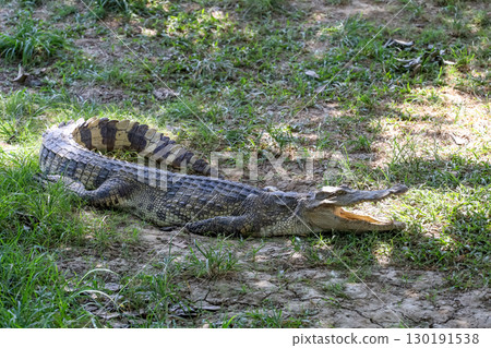 The thai crocodile rest on the garden 130191538