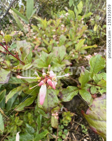 Miyamahotsutsuji blooming at Tenjindai in Mount Tanigawa 130191659