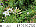 White lily flowers in close up 130191735