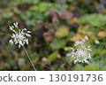 White keeled garlic flowers in close up 130191736