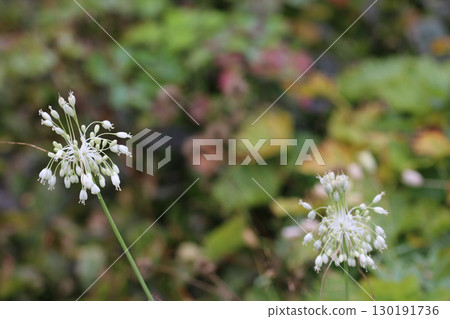 White keeled garlic flowers in close up 130191736