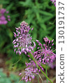 Purple keeled garlic flowers in close up 130191737