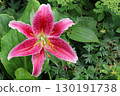 Pink lily flower in close up 130191738