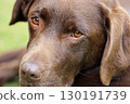 Chocolate brown labrador retriever dog head in close up 130191739