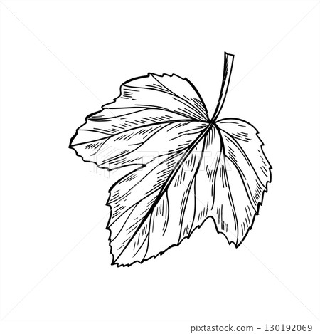 Monochrome single leaf plant vector isolated illustration. Hand drawn black and white viburnum or gooseberry. Floral decorative element for summer harvest design, herbal tea packaging, organic decor Monochrome single leaf plant vector isolated illustration. Hand drawn black and white viburnum or gooseberry. Floral decorative element for summer harvest design, herbal tea packaging, organic decor 130192069