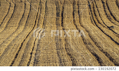 Patterned Agricultural Field Highlighting Harvested Crops With Linear Furrows Patterned Agricultural Field Highlighting Harvested Crops With Linear Furrows 130192072