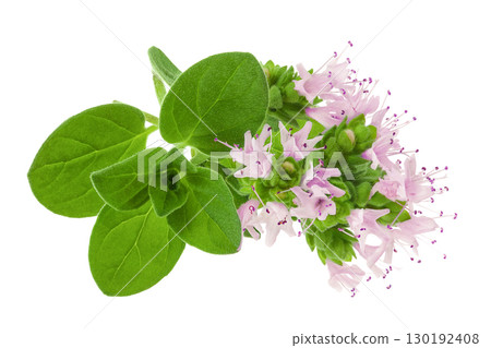 blooming oregano isolated on white background 130192408