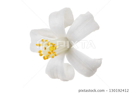 citrus flower isolated on white background citrus flower isolated on white background 130192412