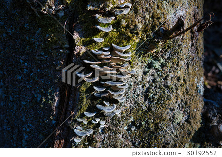 Inedible Coriolus versicolor mushrooms parasitizing fallen trees Inedible Coriolus versicolor mushrooms parasitizing fallen trees 130192552