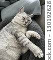 Adorable Scottish Straight cat sleeping on a cozy grey blanket. Peaceful indoor pet resting. Concept of comfort, relaxation and domestic calmness. 130192628