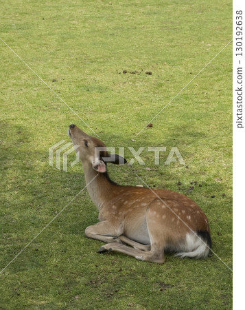 Young deer resting on green grass in daylight, looking up peacefully. Concept of peaceful wildlife, nature connection, calm behavior, eco awareness and gentle presence in the natural world. 130192638