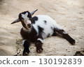 Cute smiling baby goat with black and white fur in zoo. farm animal 130192839