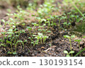 Nozawana Bud 130193154