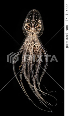 Squid swims gracefully in dark ocean depths Squid swims gracefully in dark ocean depths 130193222