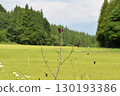 Burnettsius and rice fields 130193386