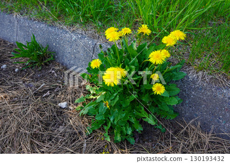 Blooming dandelion flowers Blooming dandelion flowers 130193432