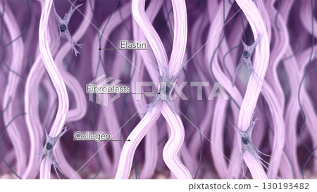 Anatomical structure of the skin extracellular matrix: fibroblasts, collagen, and elastin fibers. 3D rendered illustration 130193482