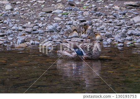 Mallard parent and child 130193753