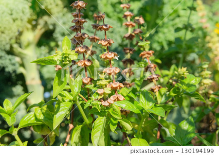 Dry seeds on a basil bush is growing in cottage garden. Aromatic green basil growing. Herbaceous plant. Sunny day. 130194199