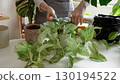 Plant rehabilitation. Woman watering pothos plant, practicing indoor plant care and promoting healthy green growth 130194522