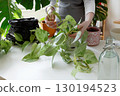 Woman performing gentle indoor plant care. Plant rehabilitation 130194523