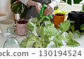 Plant rehabilitation. Woman wiping pothos leaves with cloth, performing gentle indoor plant care 130194524