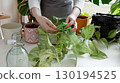 Plant rehabilitation. Woman wiping pothos leaves with cloth, performing gentle indoor plant care 130194525