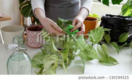 Plant rehabilitation. Woman wiping pothos leaves with cloth, performing gentle indoor plant care Plant rehabilitation. Woman wiping pothos leaves with cloth, performing gentle indoor plant care 130194525