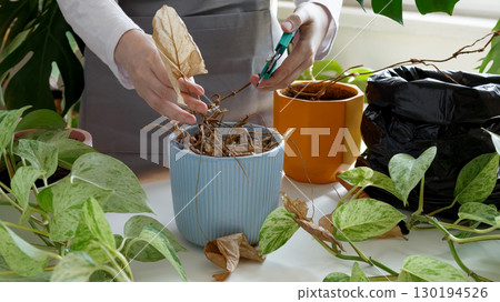 Woman caring for neglected plants, restoring and reviving sick houseplants. Plant rehabilitation 130194526