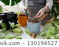 Woman caring for neglected plants, restoring and reviving sick houseplants. Plant rehabilitation 130194527