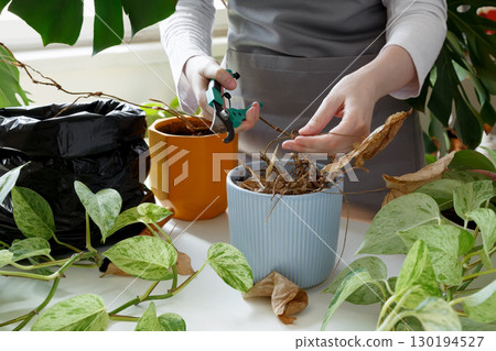 Woman caring for neglected plants, restoring and reviving sick houseplants. Plant rehabilitation Woman caring for neglected plants, restoring and reviving sick houseplants. Plant rehabilitation 130194527