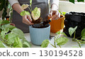Plant rehabilitation. Woman repotting plant, performing indoor gardening and plant care at home 130194528
