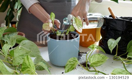 Plant rehabilitation. Woman caring for houseplants and watering freshly repotted plant Plant rehabilitation. Woman caring for houseplants and watering freshly repotted plant 130194529