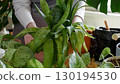 Plant rehabilitation. Woman caring for neglected plants, restoring and reviving sick houseplants 130194530