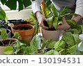 Woman caring for neglected plants, restoring and reviving sick houseplants. Plant rehabilitation 130194531