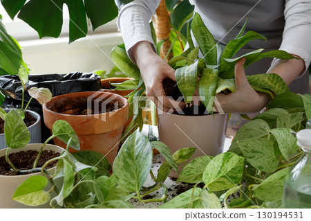 Woman caring for neglected plants, restoring and reviving sick houseplants. Plant rehabilitation 130194531